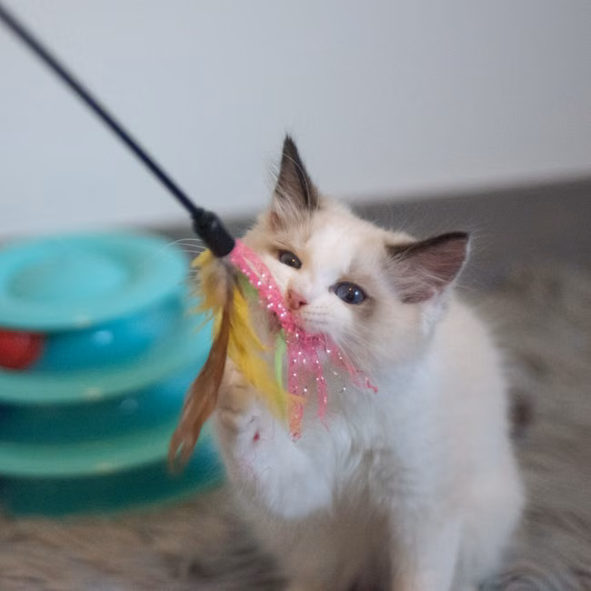 Ração para Cães Filhotes (10kg)