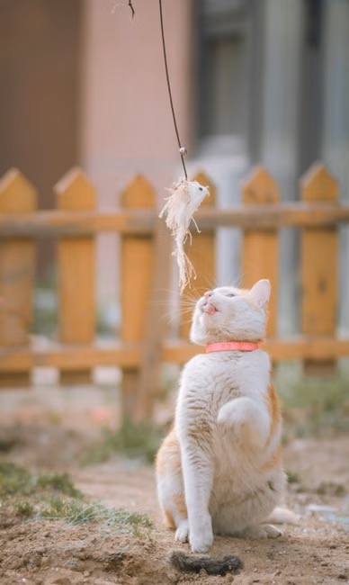 Ração para Gatos Castrados (7,5kg)